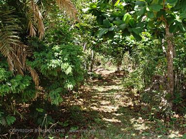 Monkeys and mangroves on Zanzibar, DSC06936b